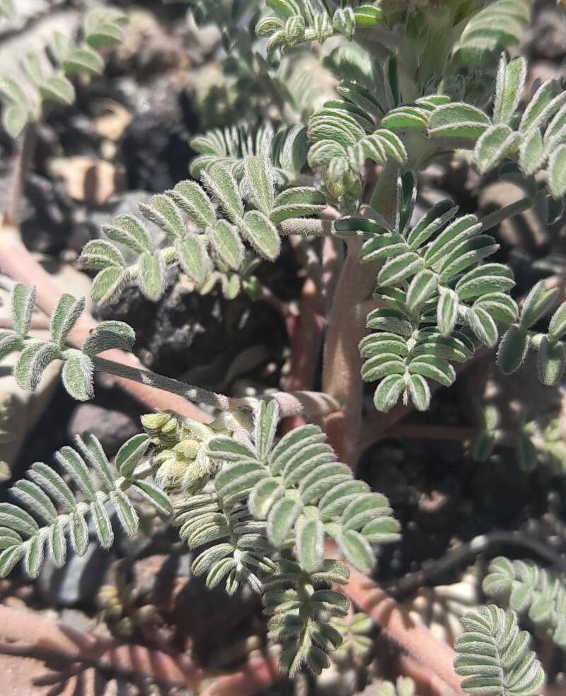 Adesmia corymbosa leaf