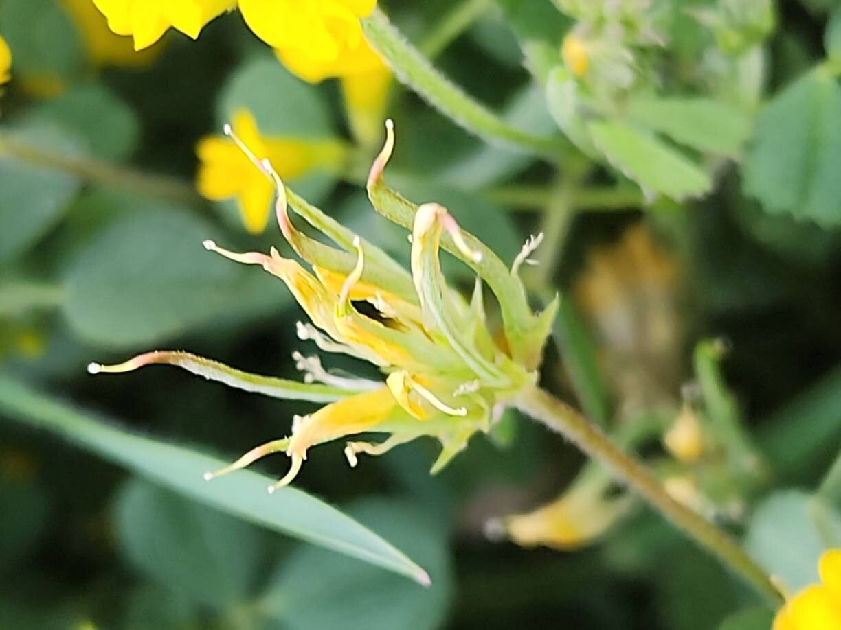Trigonella caelesyriaca fruit