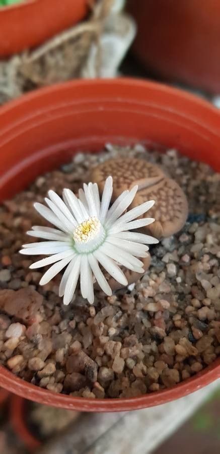 Lithops karasmontana flower