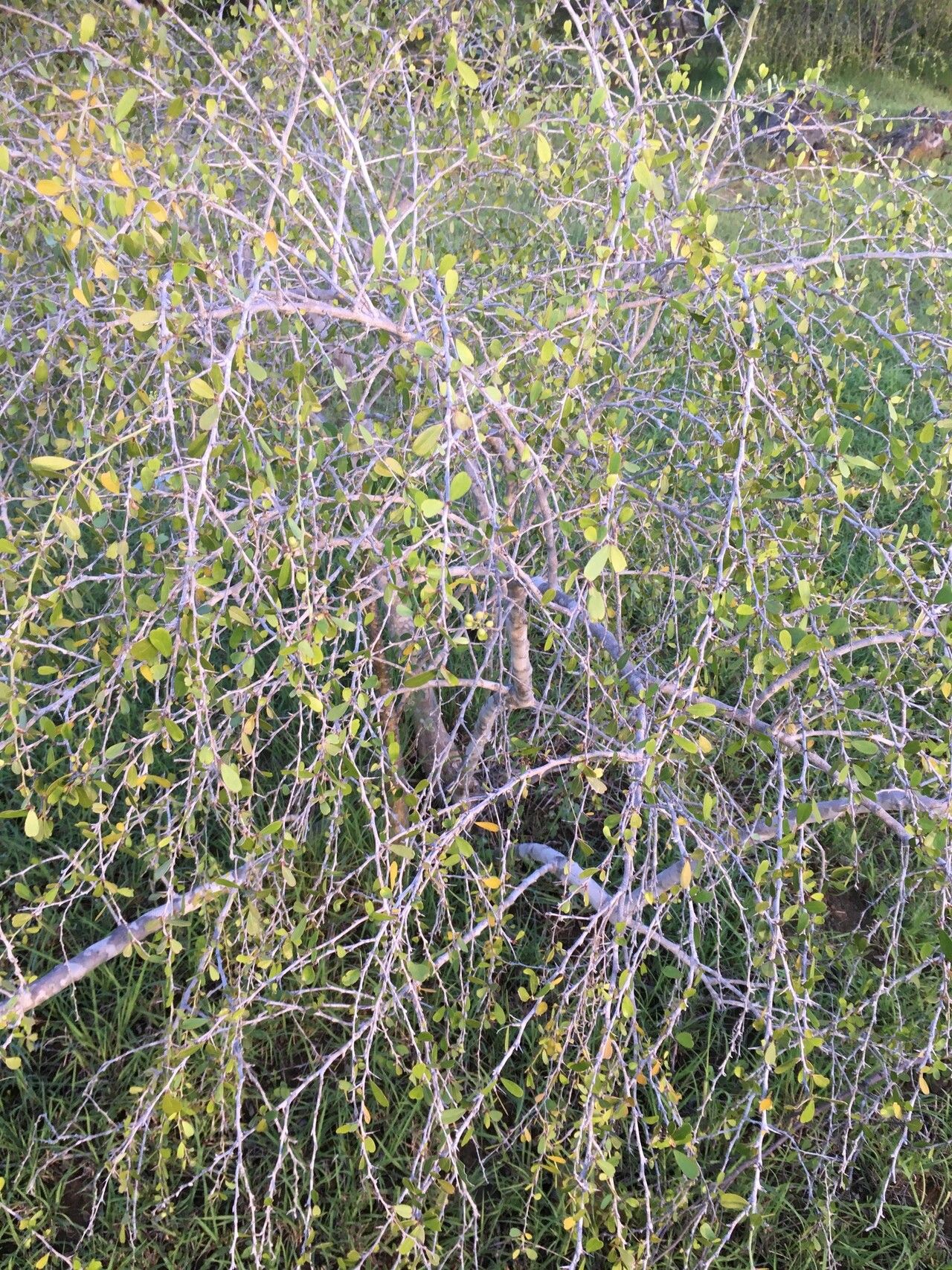 Gymnosporia grossulariae habit