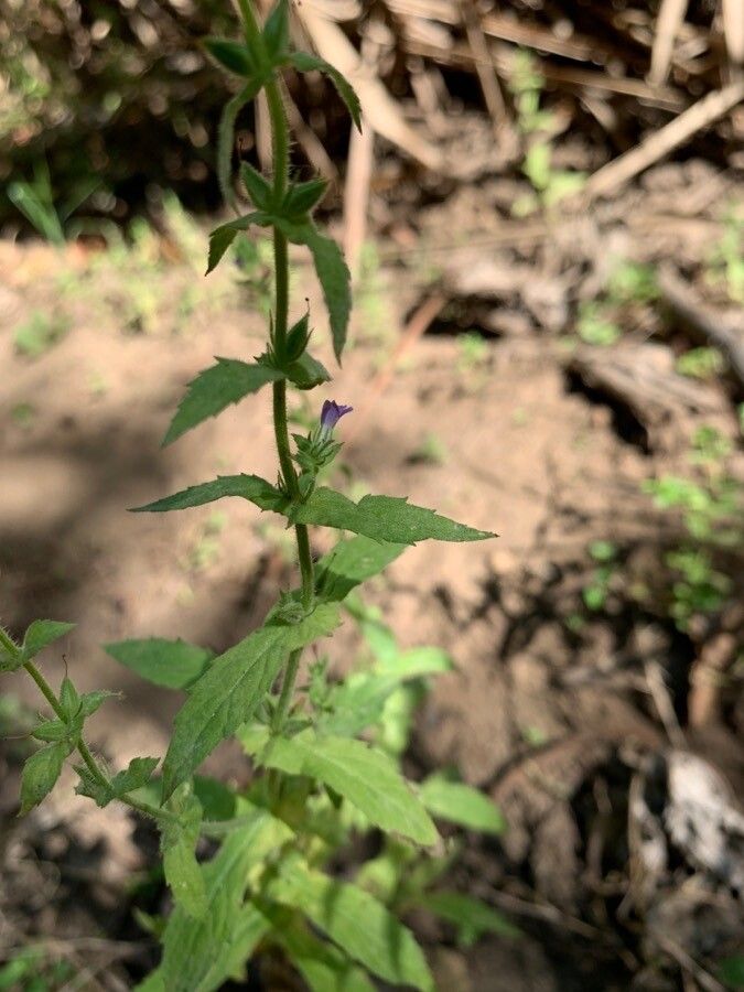 Stemodia durantifolia — related species from the same genus