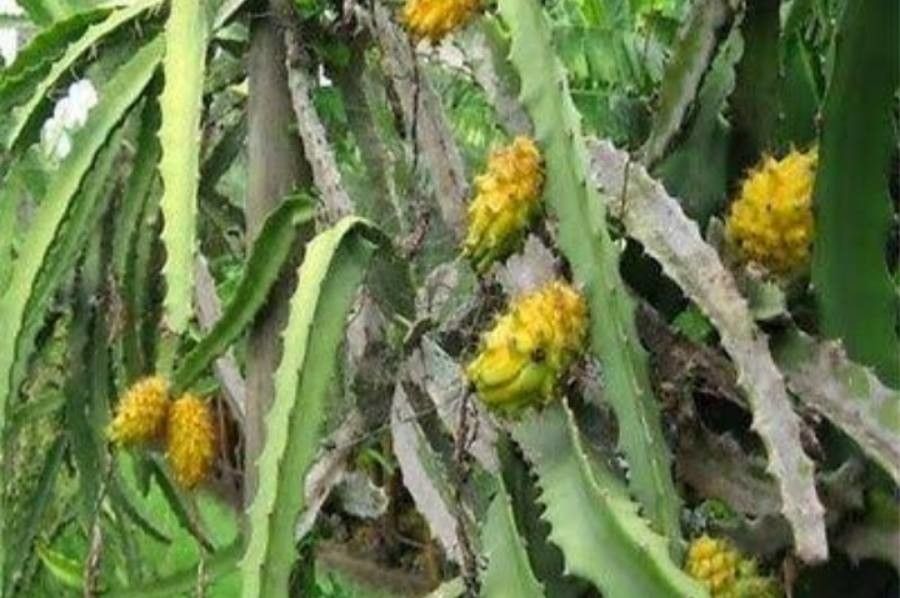 Hylocereus megalanthus fruit
