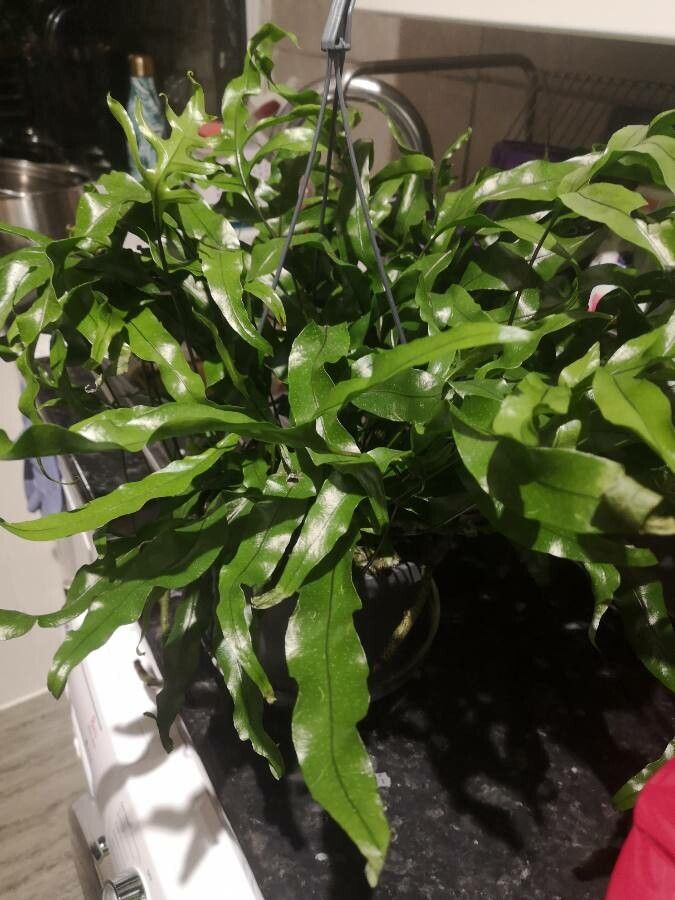 Phymatosorus diversifolius — search result for 'Polypodiaceae'