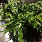 Phymatosorus diversifolius