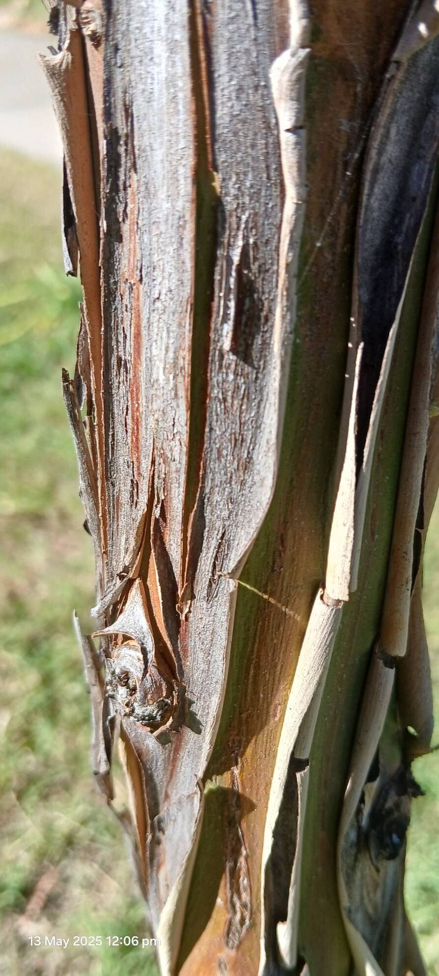 Eucalyptus orbifolia bark
