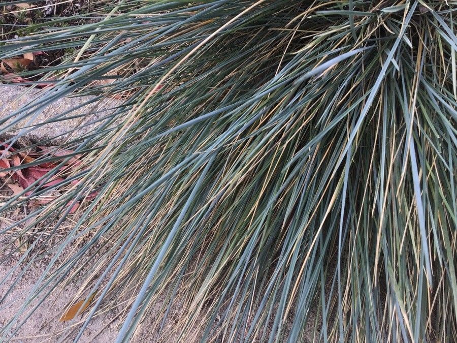 Helictotrichon sempervirens leaf