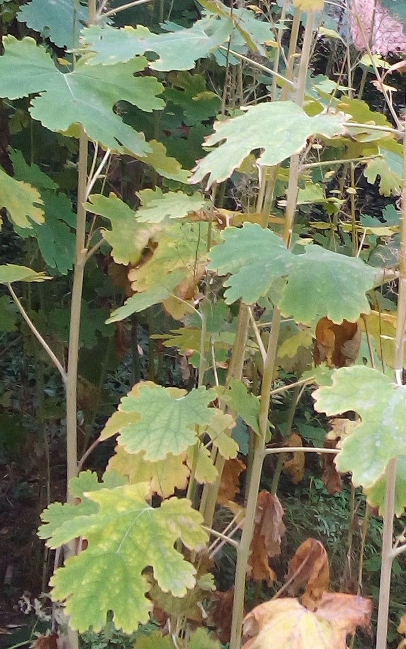 Macleaya microcarpa leaf