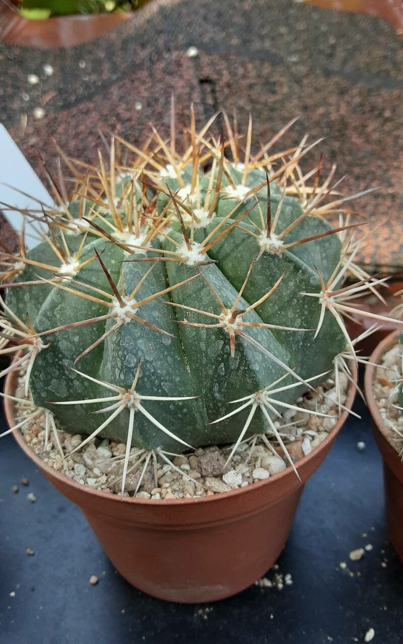 Melocactus pruinosus — houseplant care guide