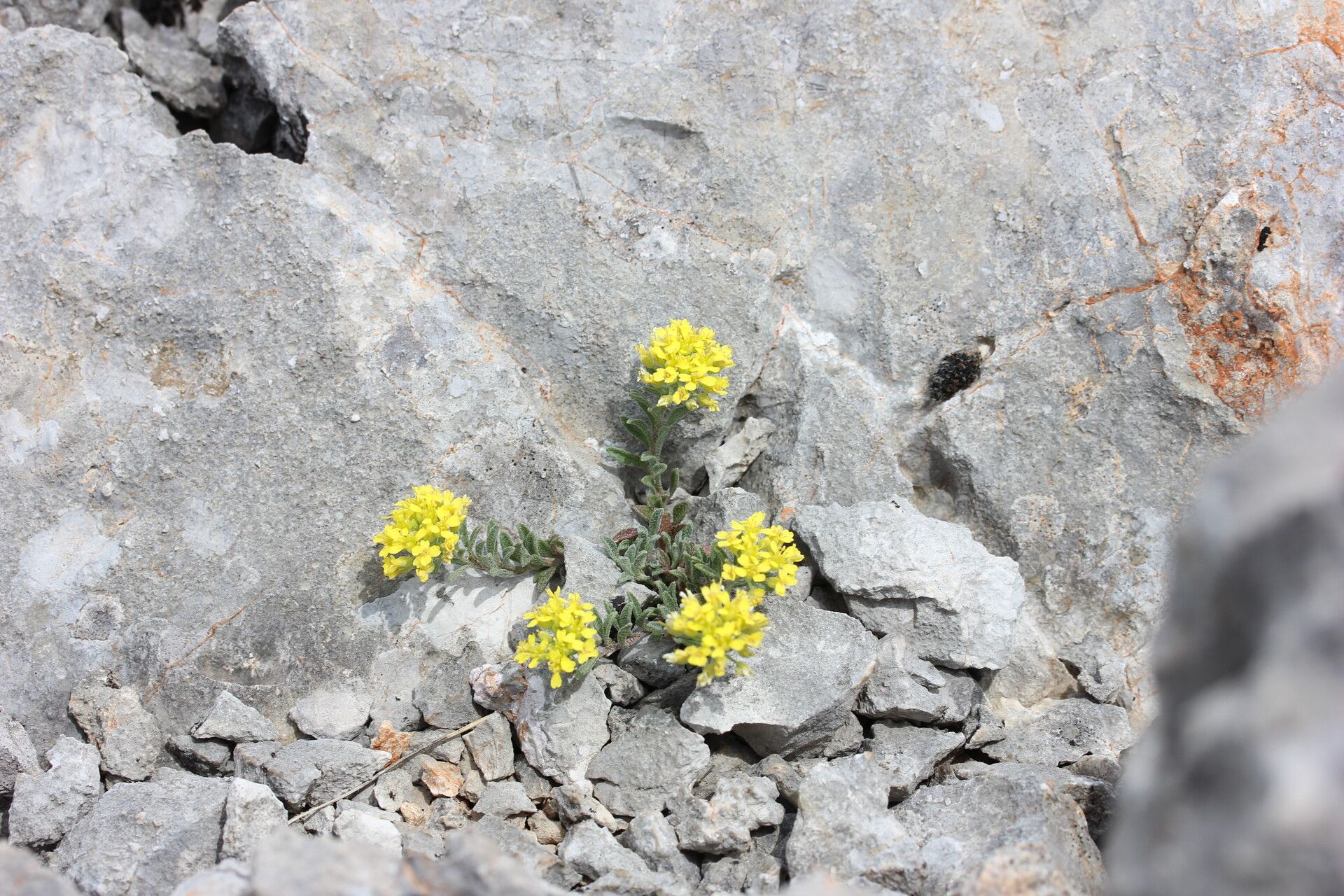 Alyssum austrodalmaticum habit