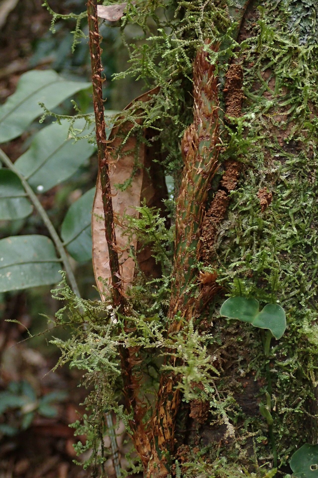 Lomariopsis hederacea other