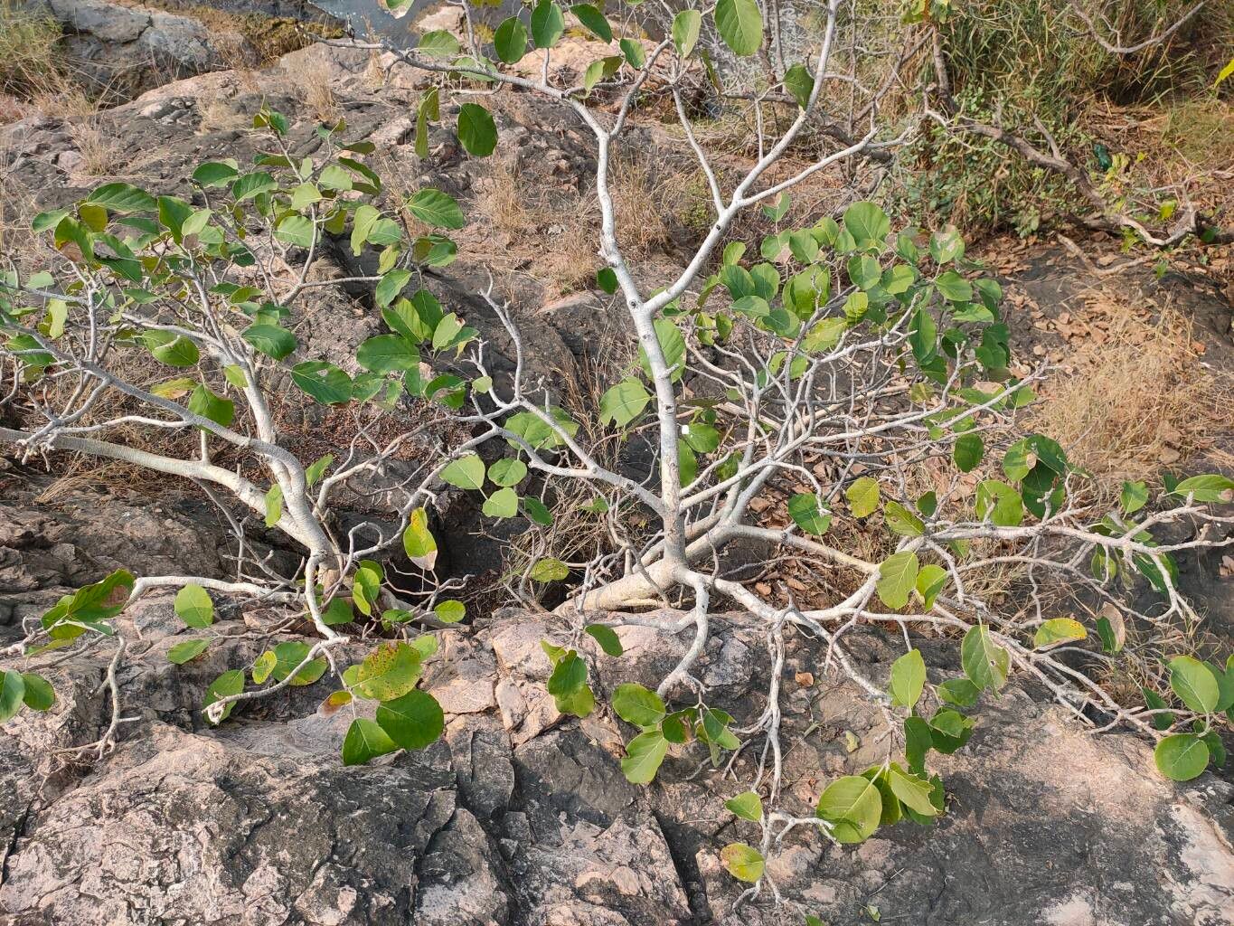 Ficus mollis — houseplant care guide