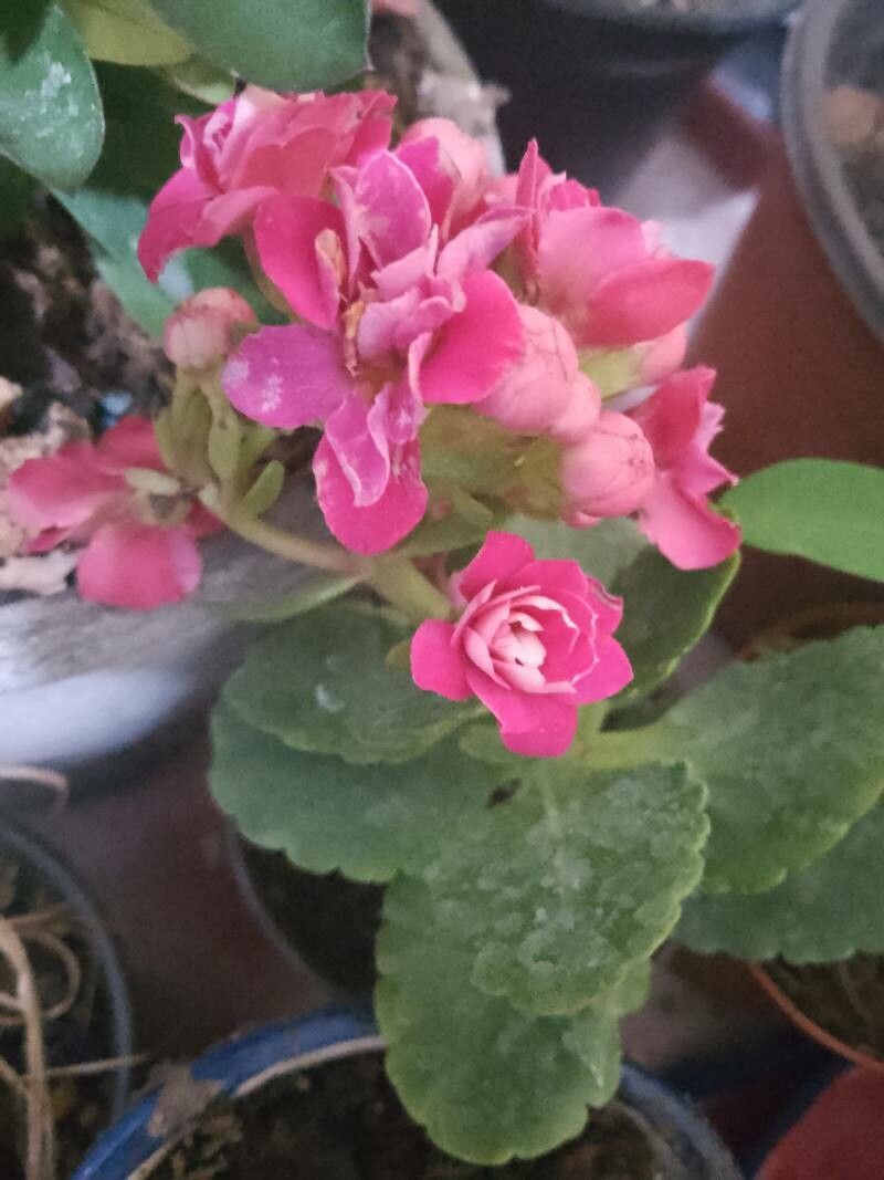 Kalanchoe aromatica leaf