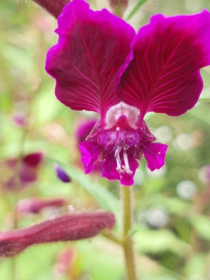 Cuphea viscosissima flower