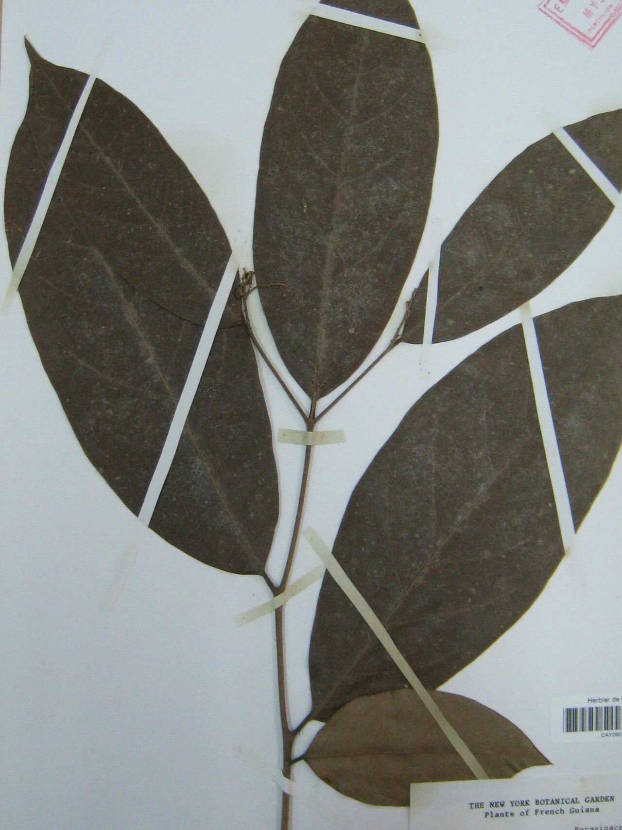 Cordia nervosa other