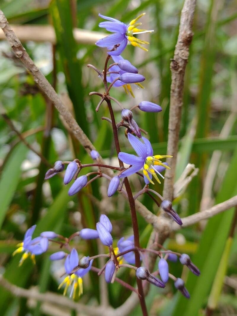 Dianella caerulea flower