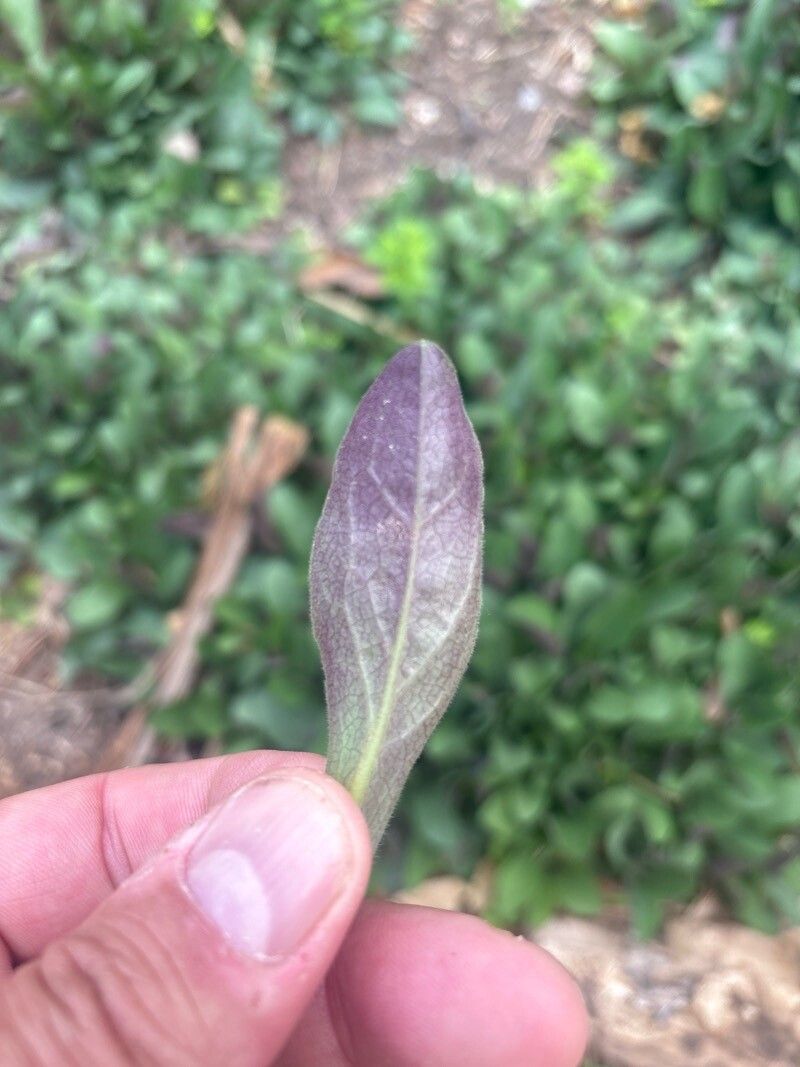 Symphyotrichum patens leaf