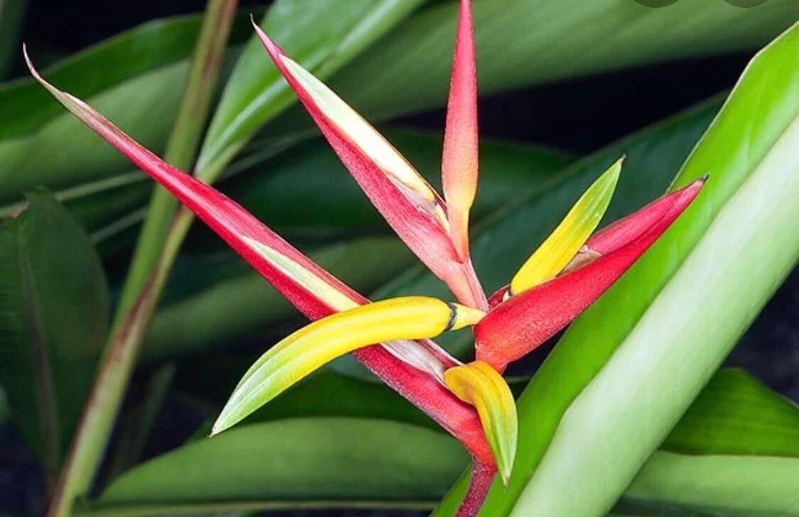 Heliconia vaginalis — search result for 'Heliconia'