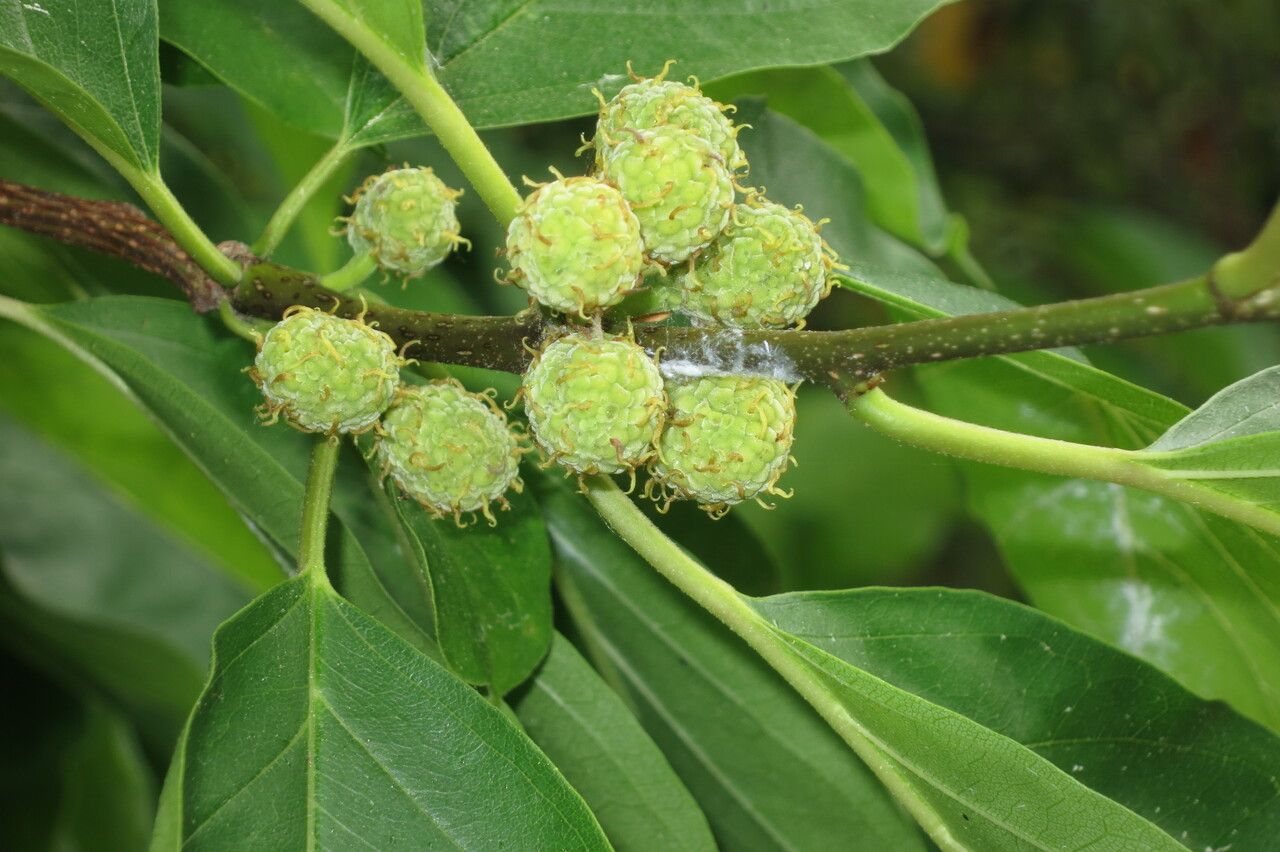 Cudrania tricuspidata fruit