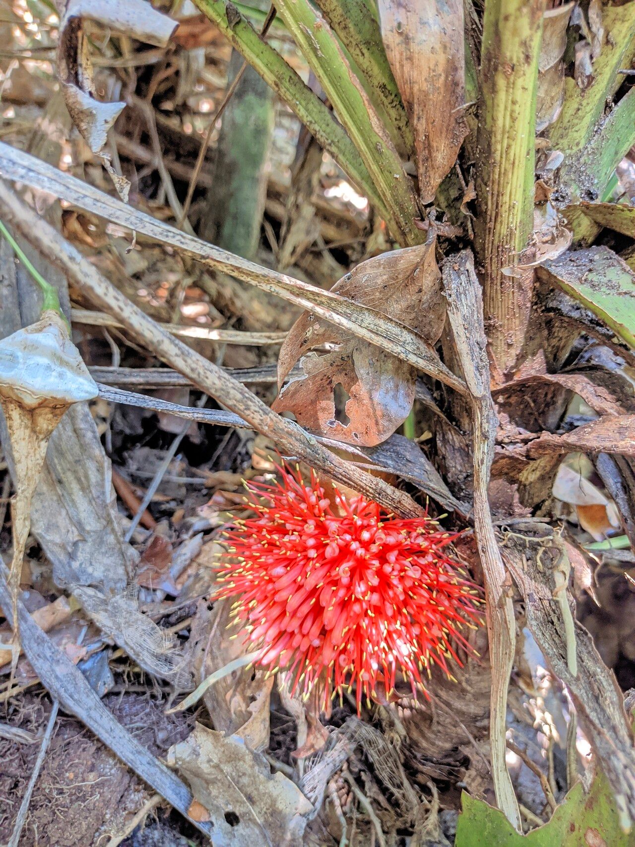 Dracaena sambiranensis flower