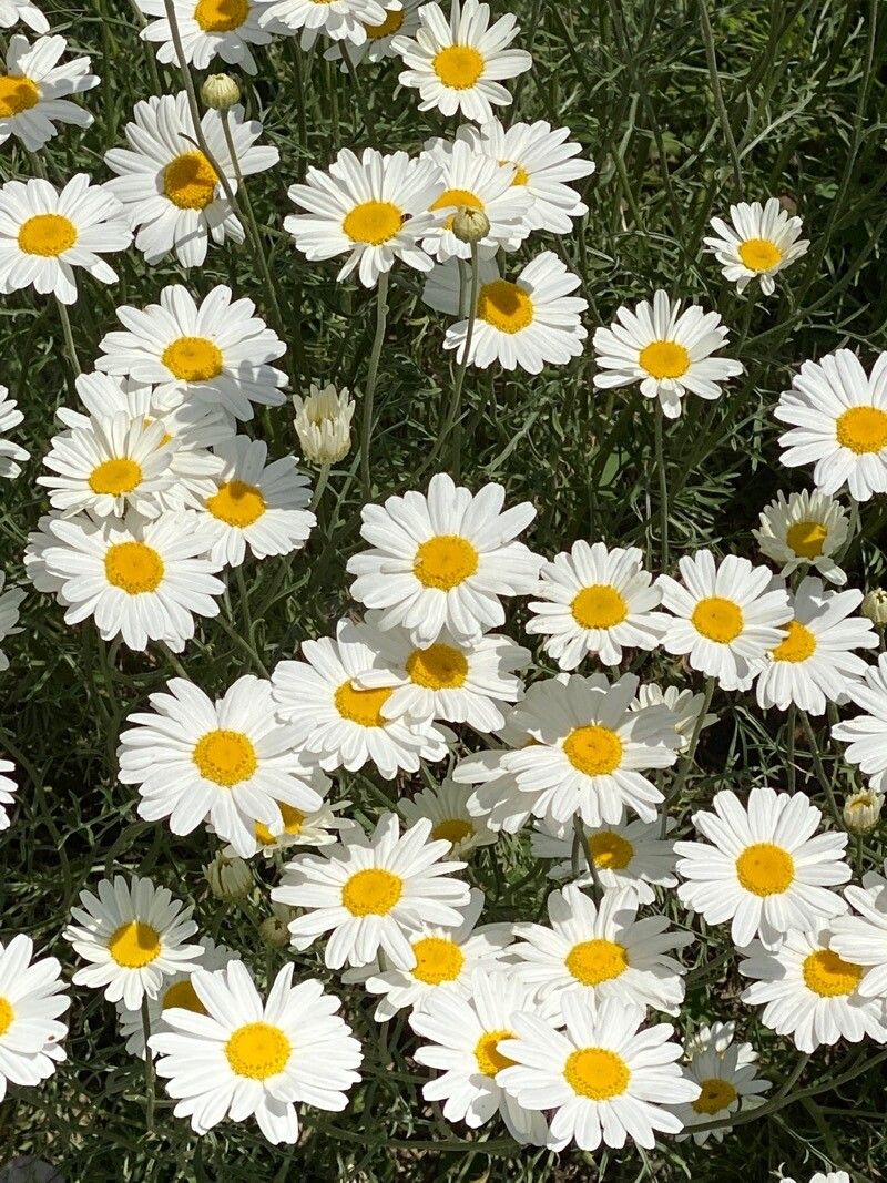 Tanacetum cinerariifolium flower