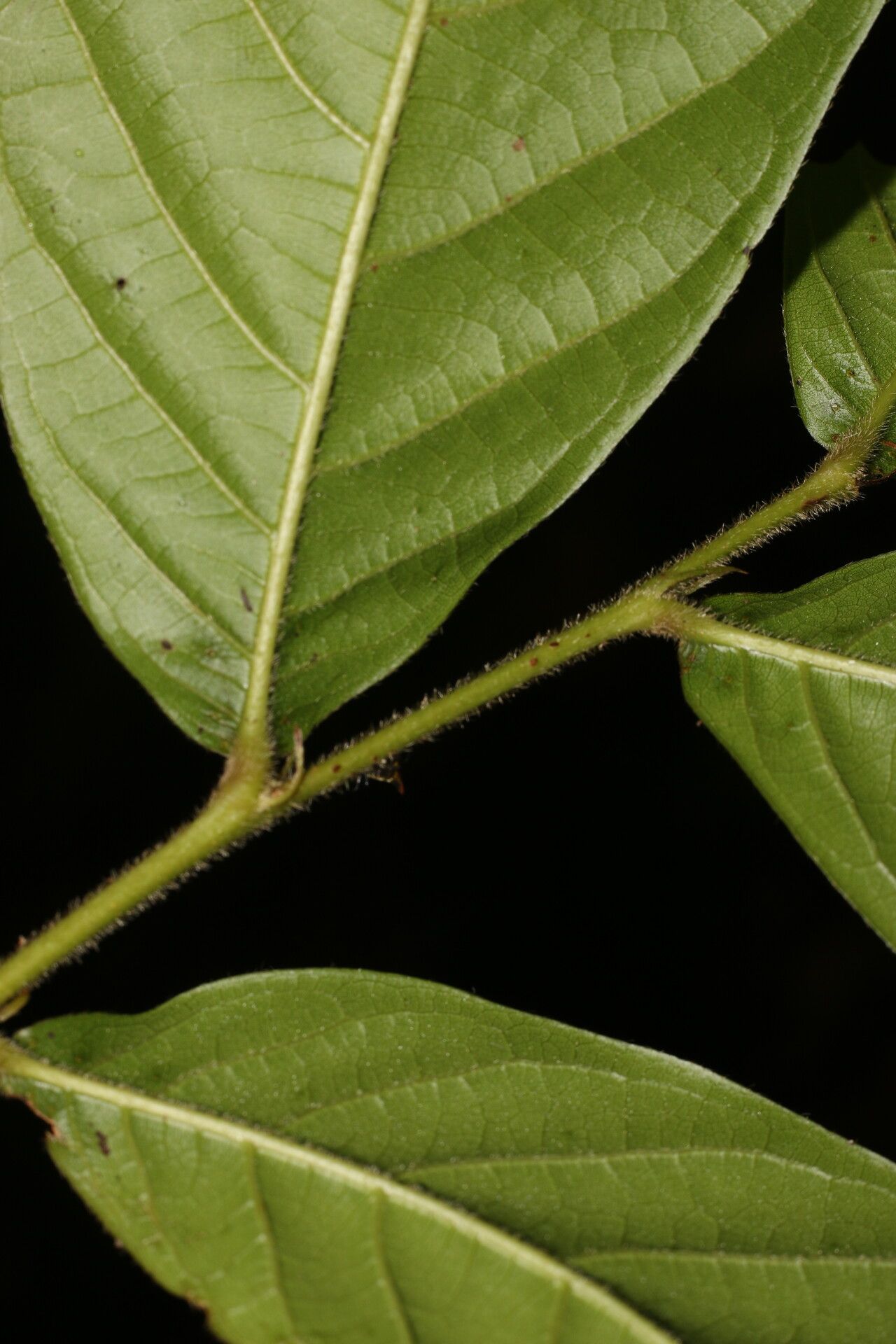 Hirtella trichotoma — houseplant care guide