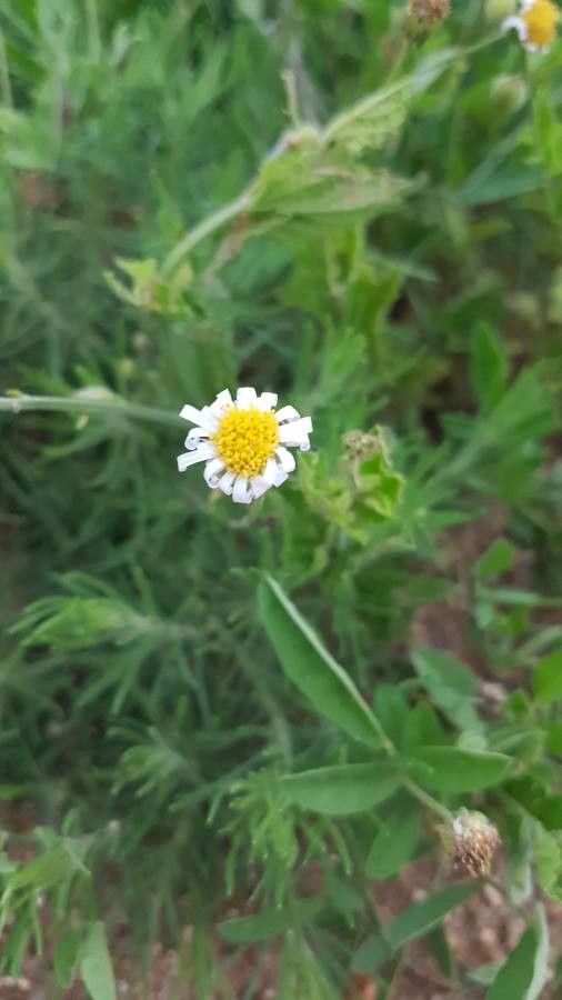 Anthemis tigreensis flower
