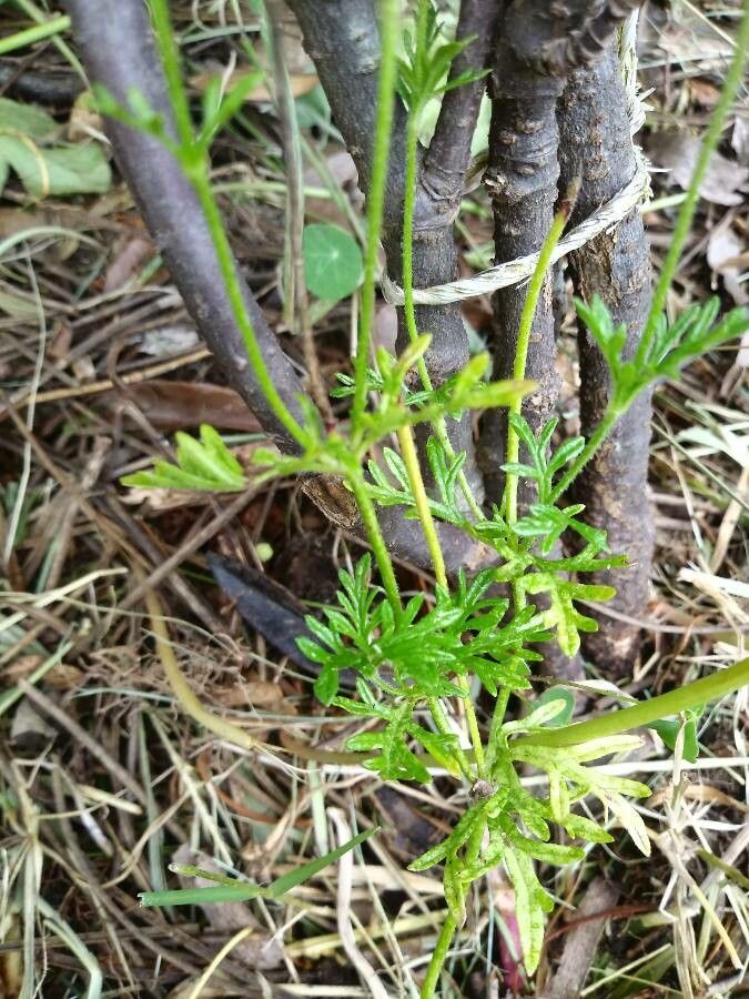 Glandularia dissecta — search result for 'Glandularia'