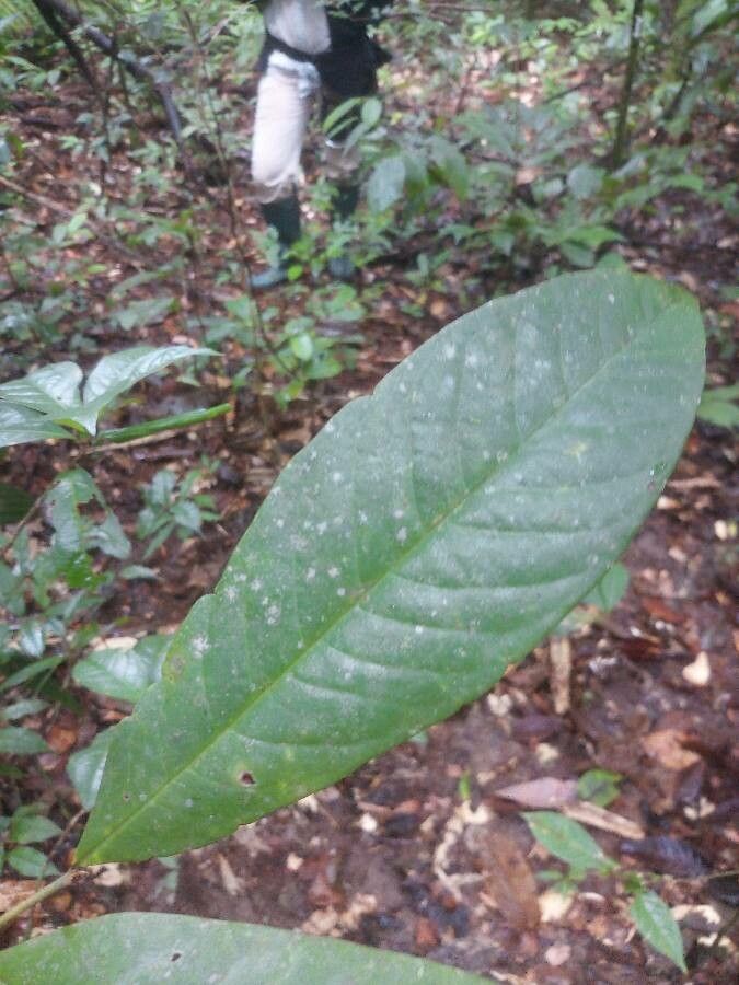 Guatteria ouregou leaf