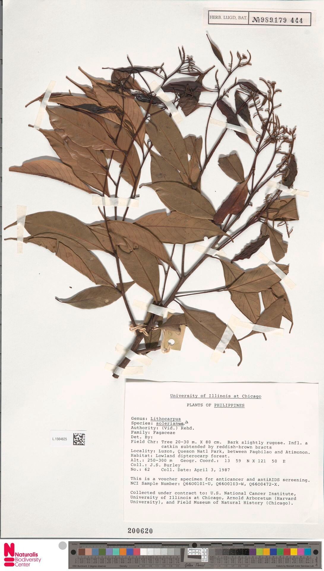 Lithocarpus solerianus — houseplant care guide