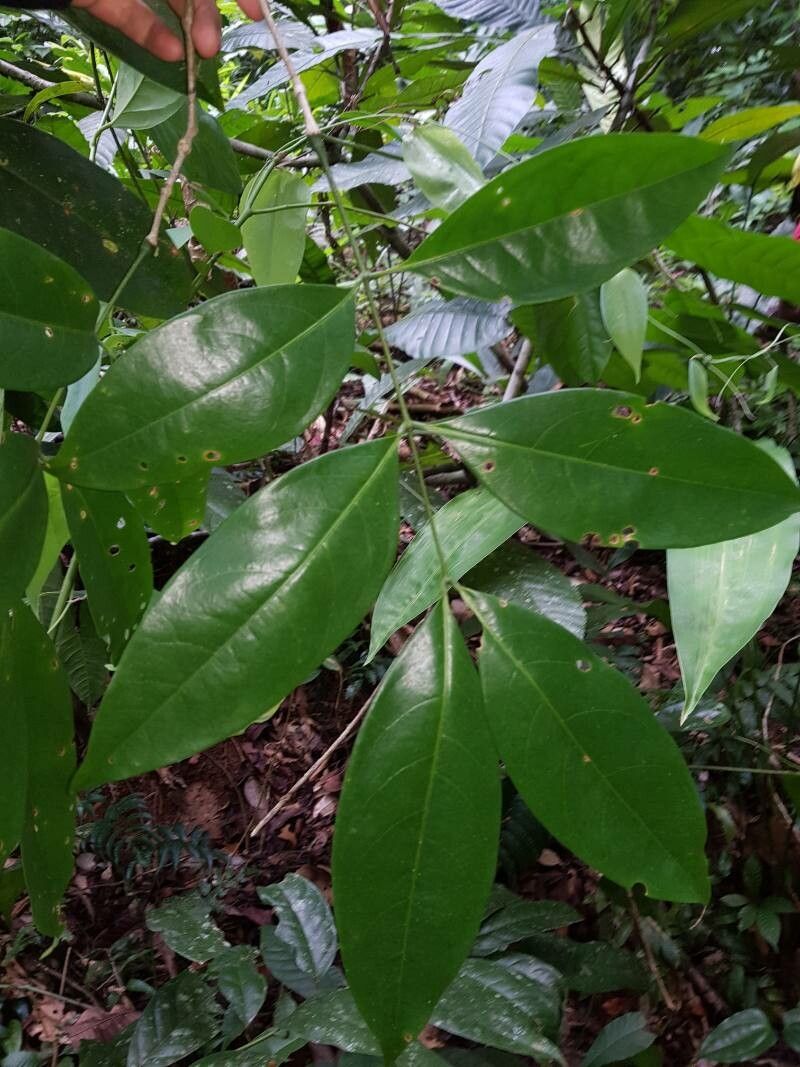 Inga golfodulcensis — houseplant care guide