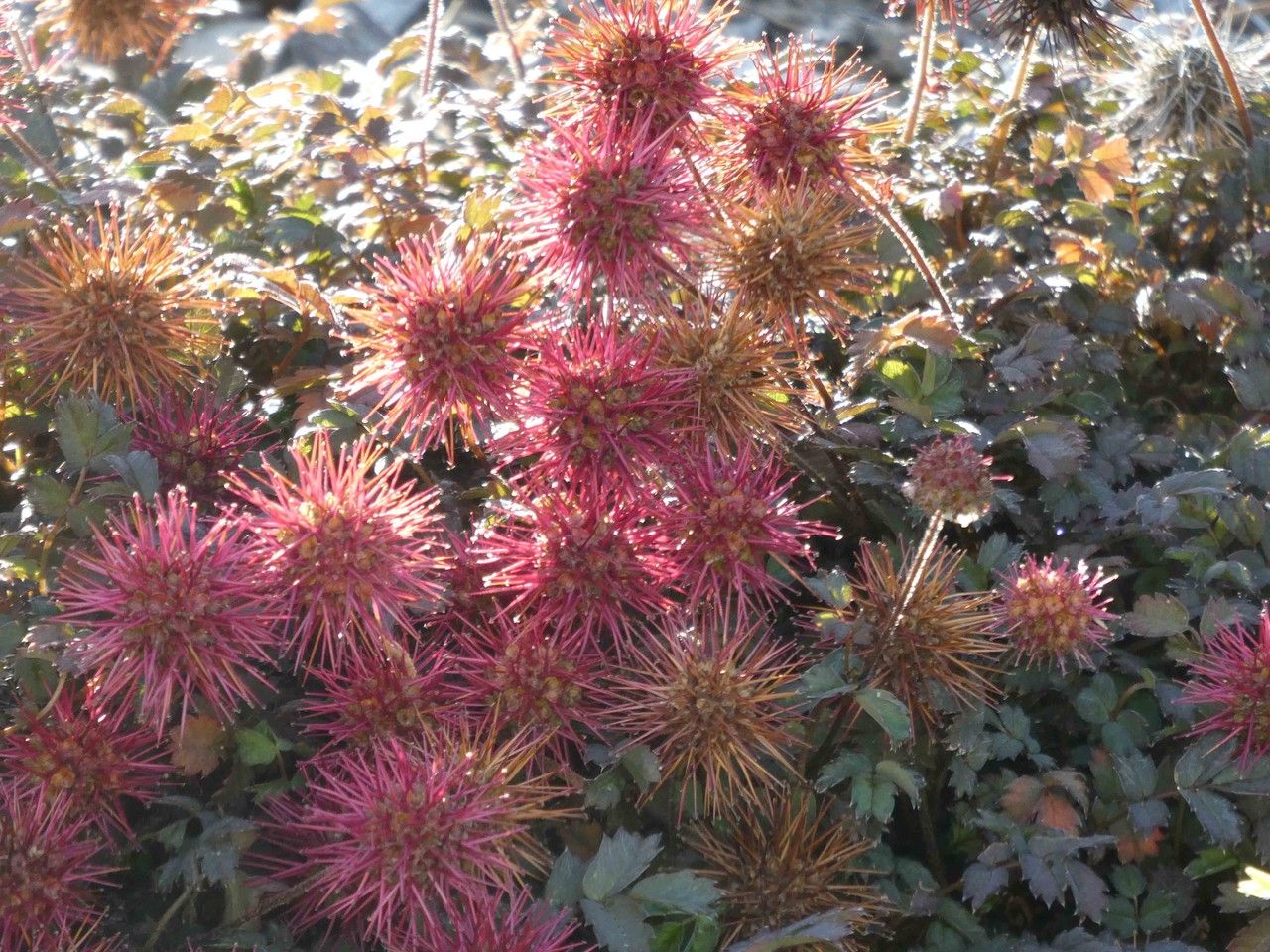 Acaena caesiglauca — related species from the same genus