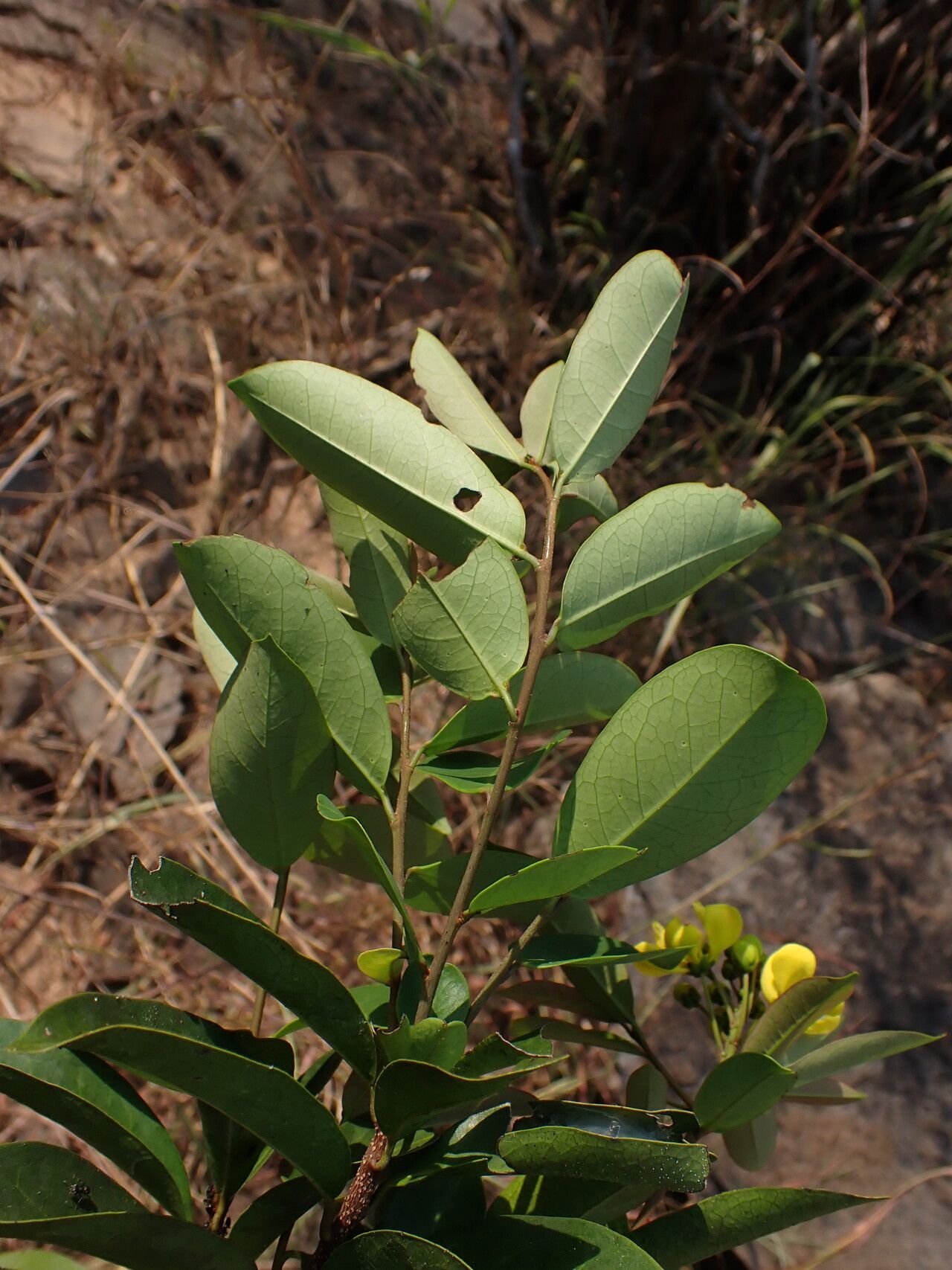 Acridocarpus smeathmanii — search result for 'Acridocarpus'