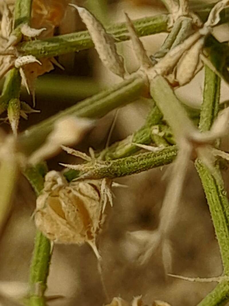 Zygophyllum bruguieri fruit