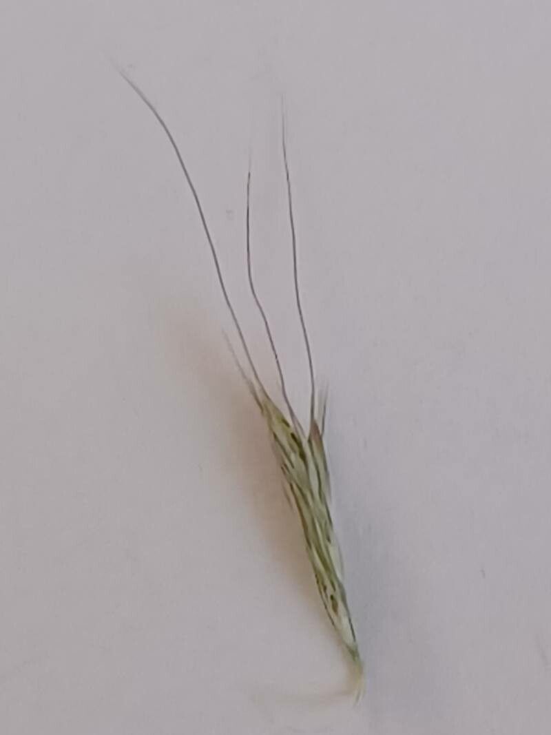 Muhlenbergia frondosa fruit