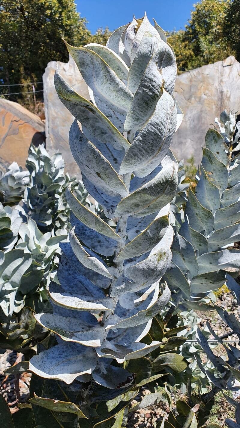 Eucalyptus macrocarpa — search result for 'Eucalyptus'