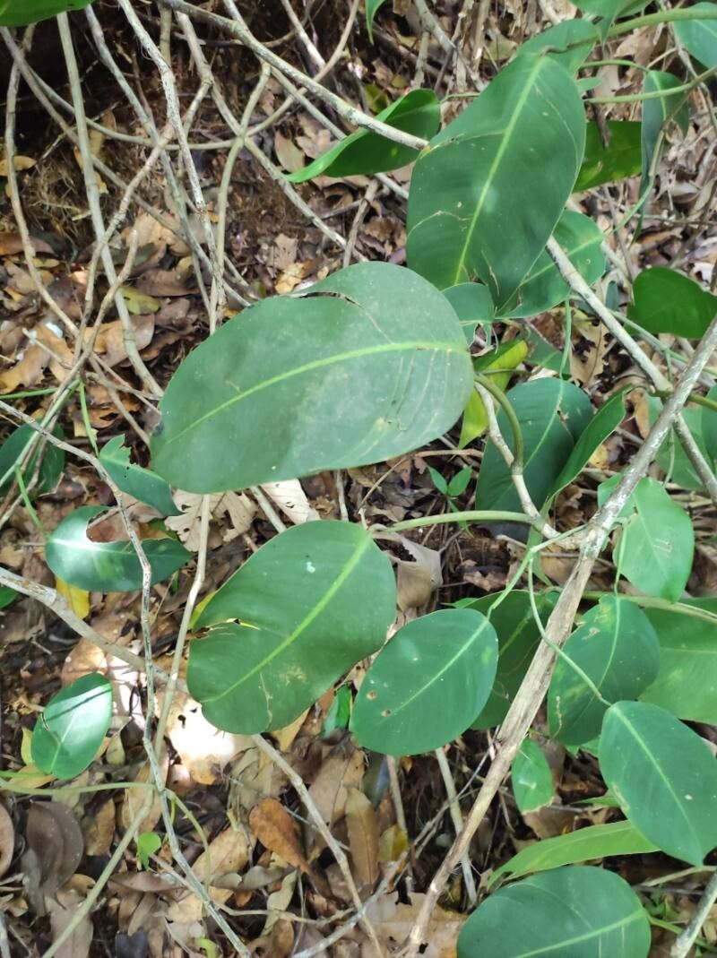 Philodendron rigidifolium — houseplant care guide