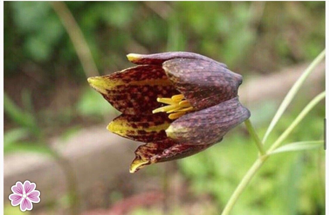 Fritillaria usuriensis — search result for 'Fritillaria'