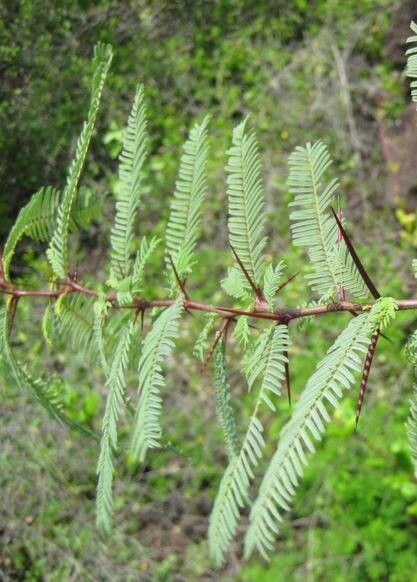Vachellia rorudiana — houseplant care guide