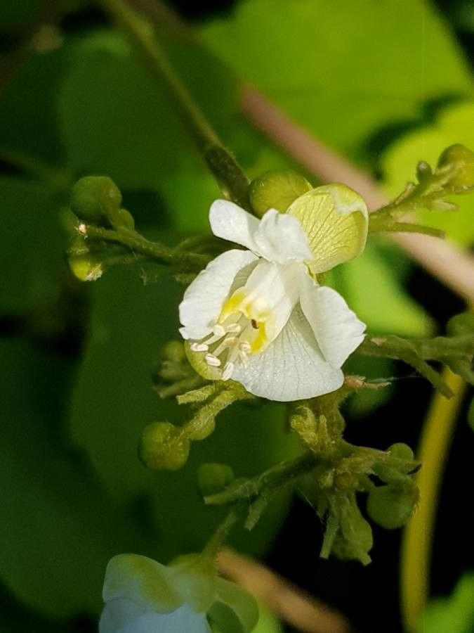 Cardiospermum grandiflorum flower