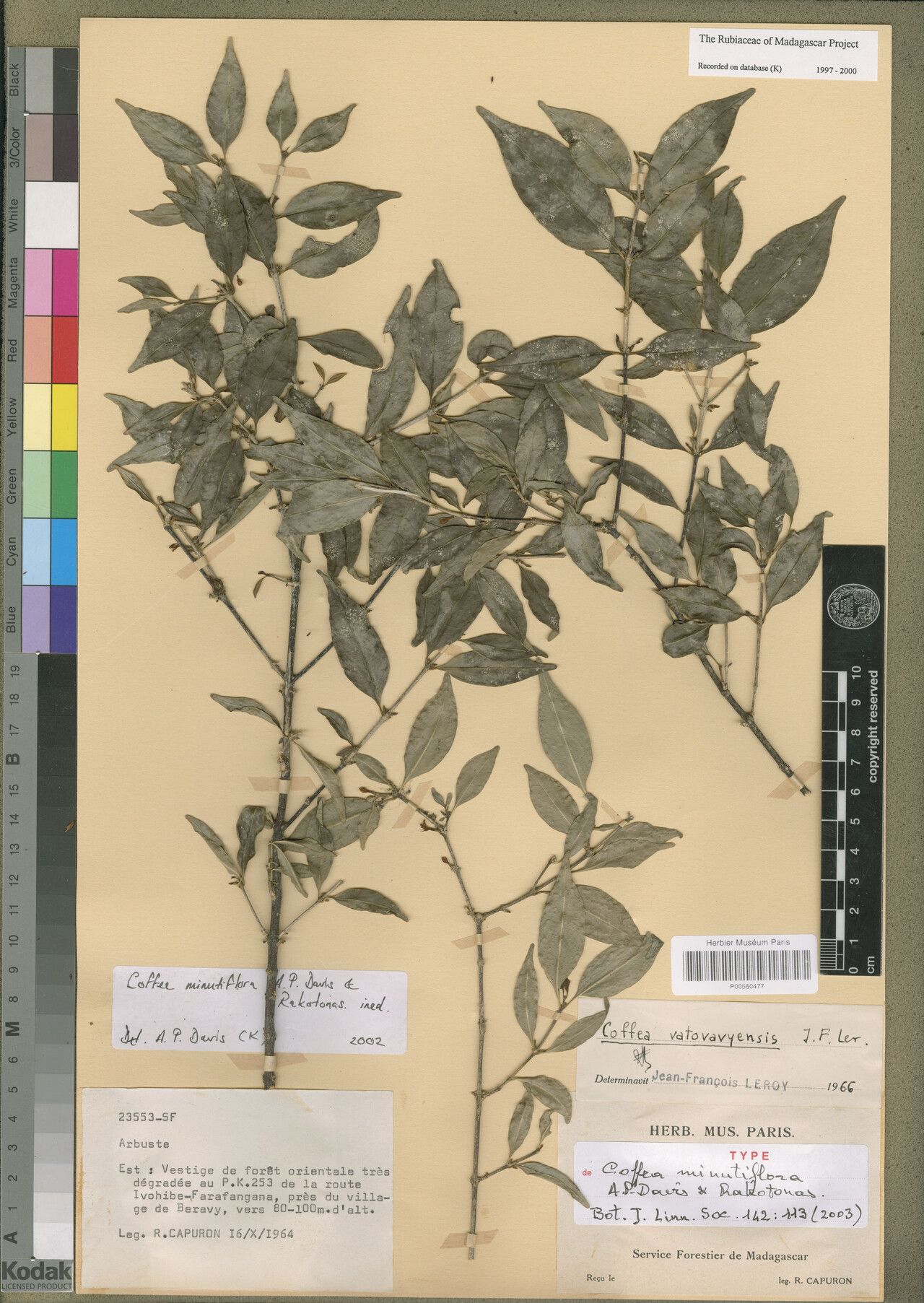 Coffea minutiflora — houseplant care guide