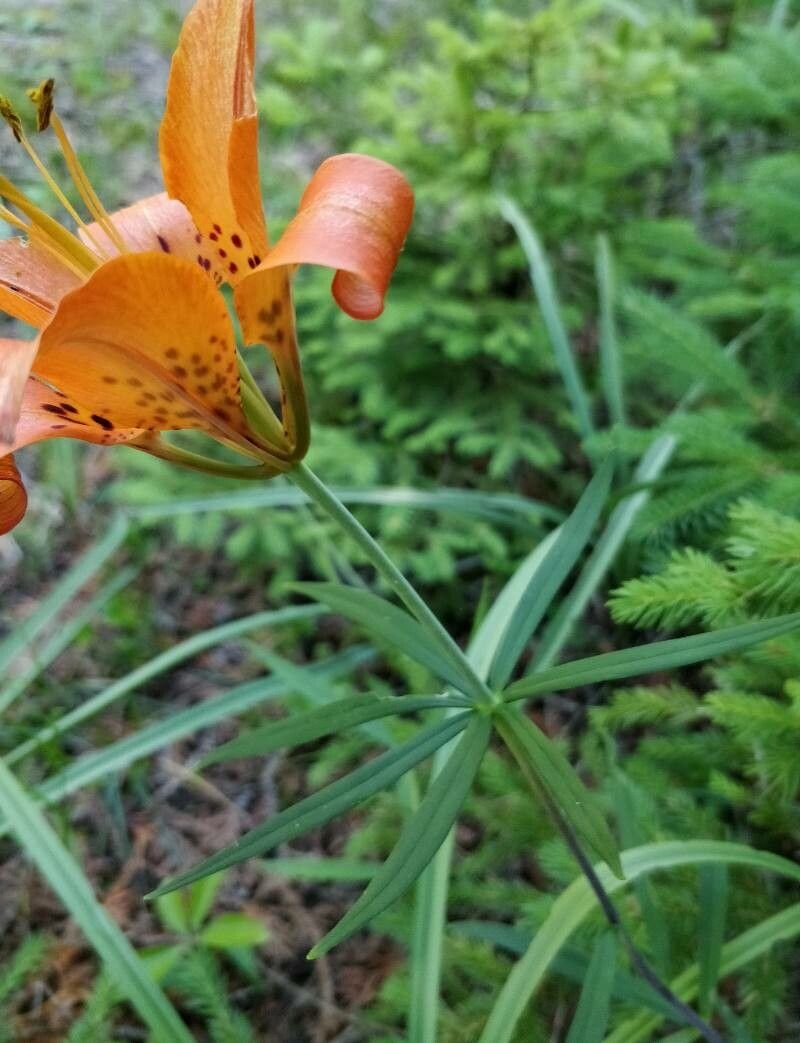 Lilium philadelphicum leaf