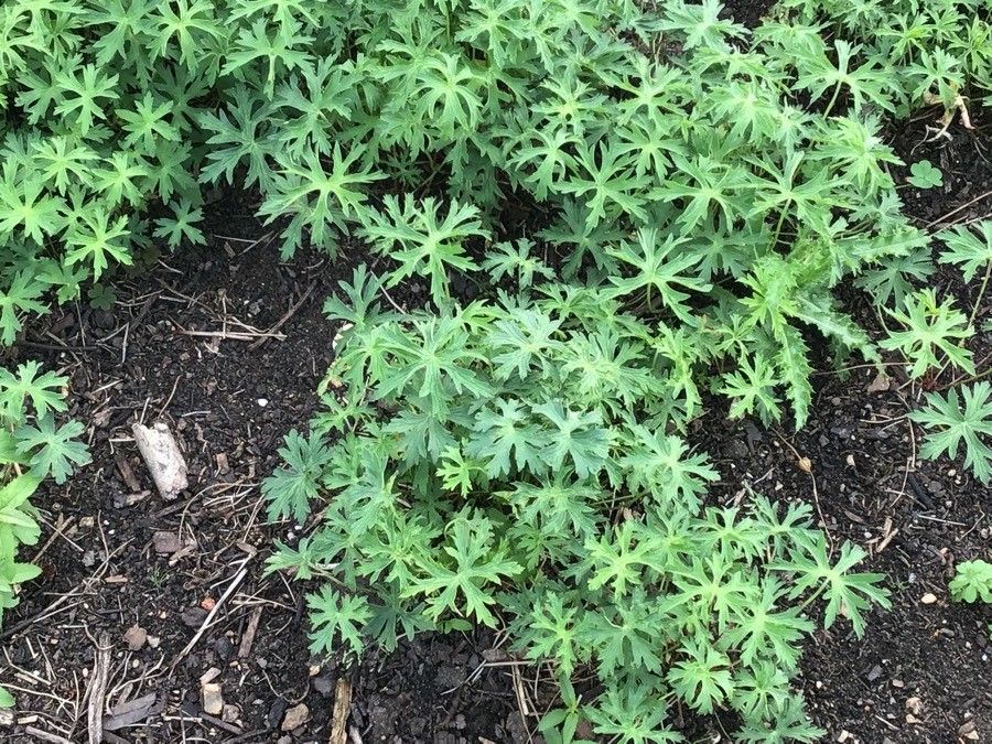 Geranium clarkei — search result for 'Geraniaceae'