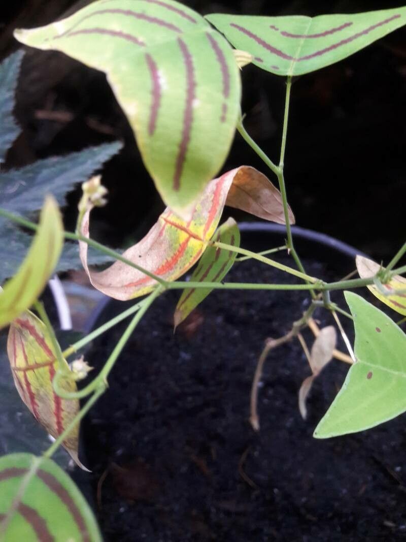 Christia obcordata leaf