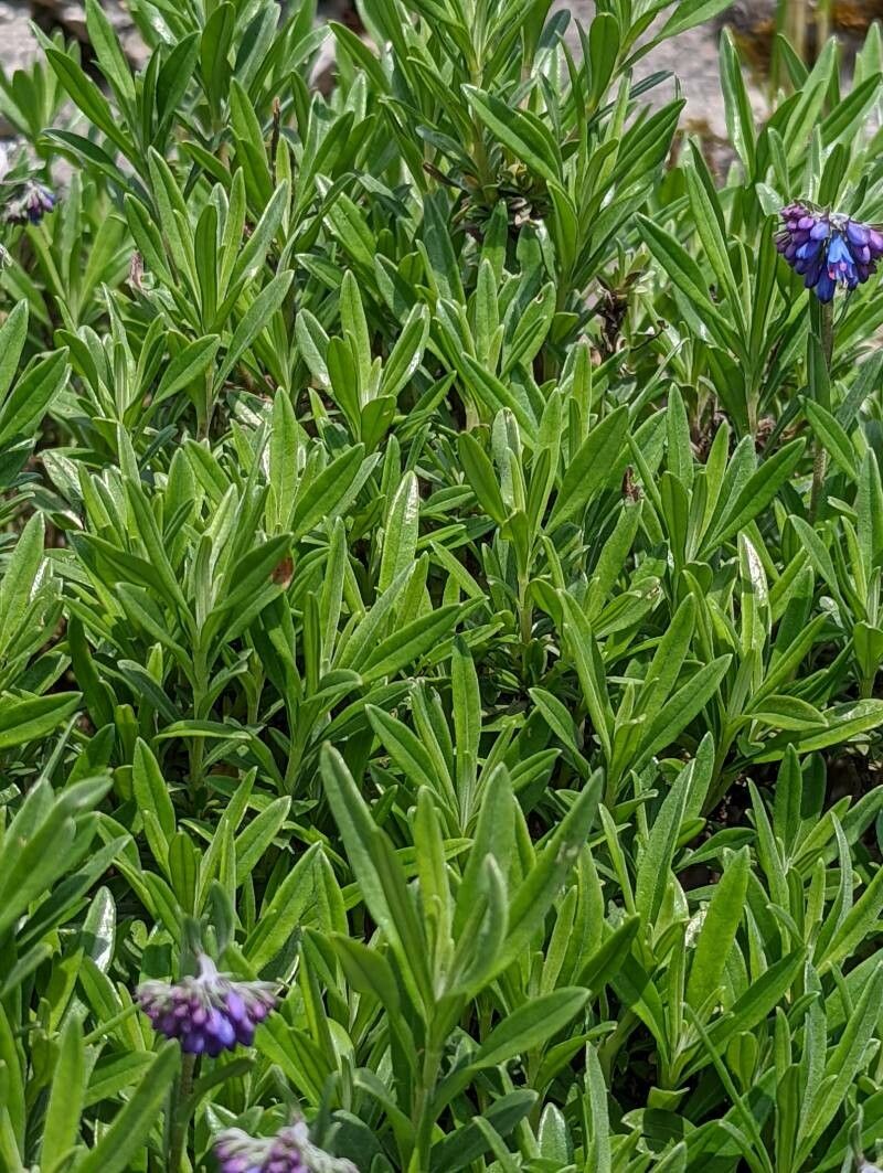 Paramoltkia doerfleri — search result for 'Albania'