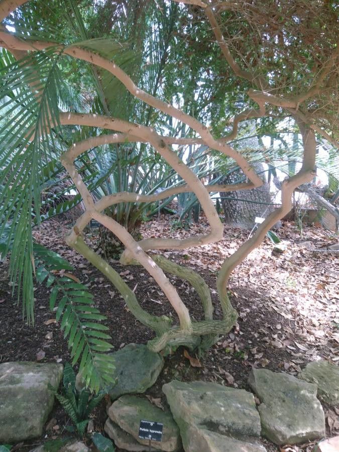 Porlieria microphylla bark