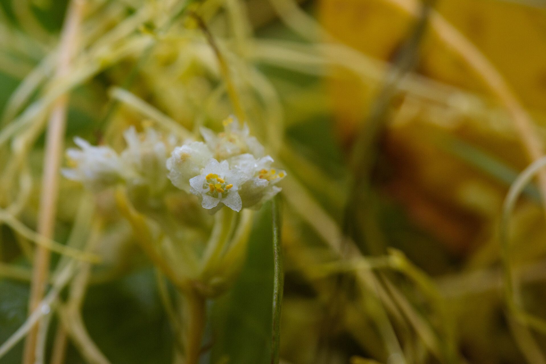 Cuscuta chinensis — search result for 'Cuscuta'