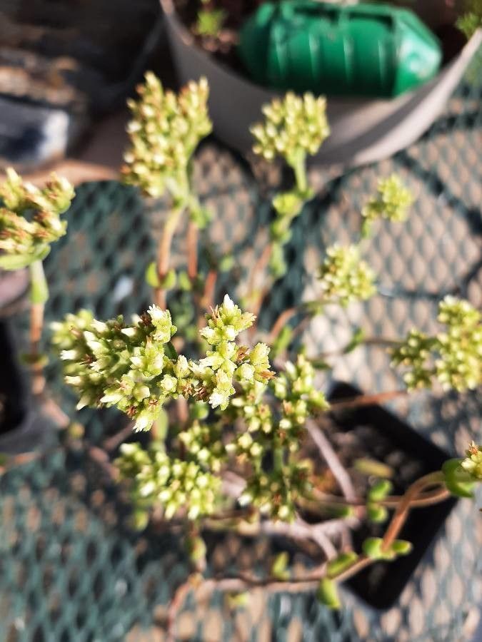 Crassula atropurpurea flower