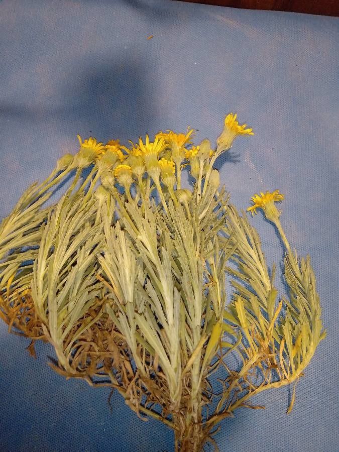 Tetradymia canescens — houseplant care guide