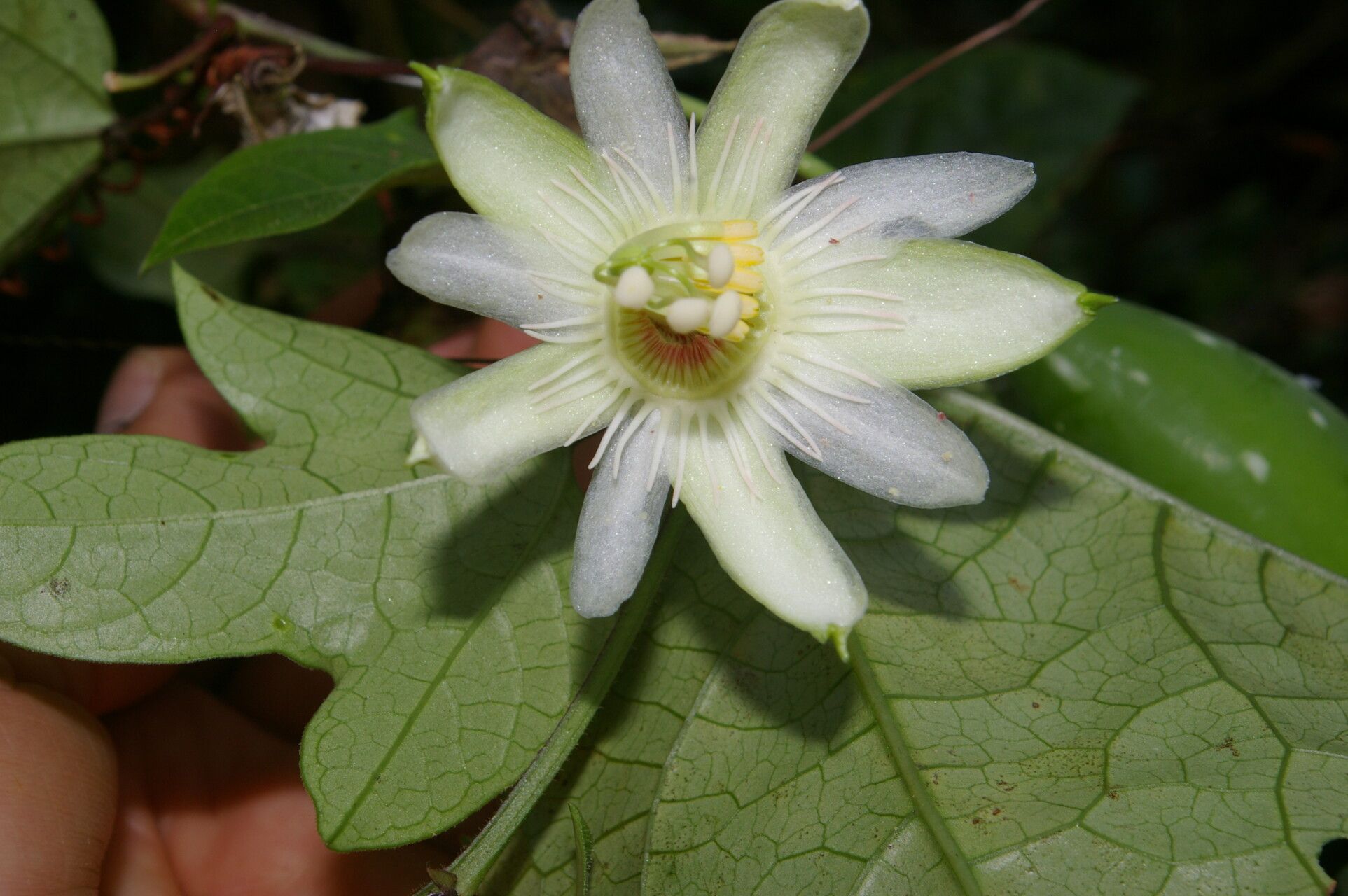 Passiflora lobata flower