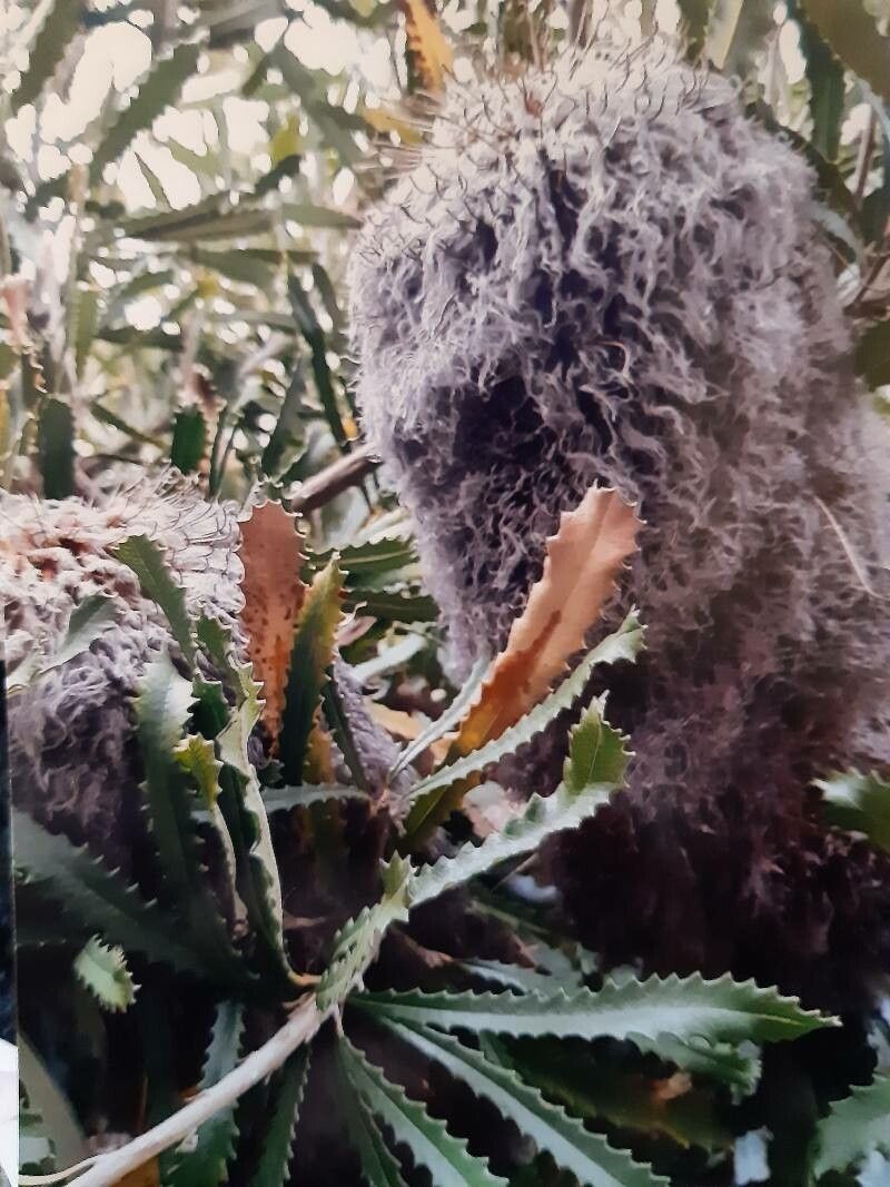 Banksia baueri habit